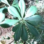 Pittosporum glabrum Leaf