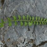 Asplenium viride Hoja