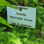 Anemia mexicana Other