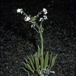 Cynoglossum borbonicum Habitatea