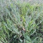 Oenothera affinis Habit