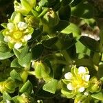 Honckenya peploides Flower