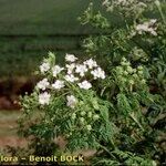 Conium maculatum Other