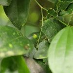 Celtis prantlii Fruto