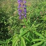 Lupinus perennis Агульны выгляд