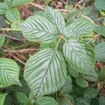 Rubus polyanthemus Lehti