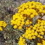 Helichrysum italicum പുഷ്പം