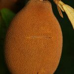 Theobroma grandiflorum Fruto