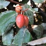 Elaeagnus pungens Fruit