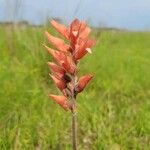 Sacoila lanceolata Flower