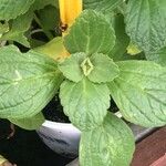 Coleus caninus Leaf