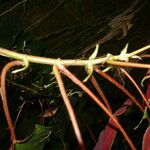 Begonia multinervia Кора
