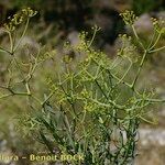 Bupleurum spinosum Habit