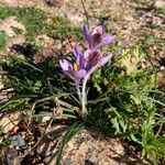 Crocus corsicus Leaf