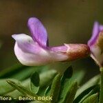 Vicia cassubica Квітка