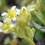 Saxifraga exarata 花