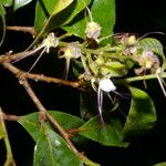 Hirtella triandra Цвят
