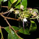 Hirtella triandra Flower