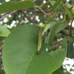 Maerua angolensis Leaf