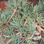 Helianthemum syriacum Hoja