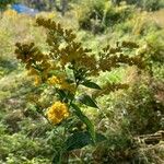 Solidago rugosaFloare