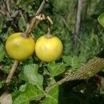 Solanum linnaeanum ഫലം