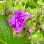 Mirabilis nyctaginea Цвят