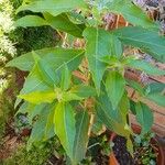 Persea americana Leaf