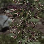 Calamagrostis sesquiflora Meyve