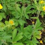 Potentilla aurea Лист