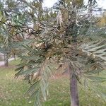 Grevillea robusta Folha