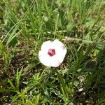 Convolvulus equitans Hábito