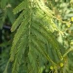 Acacia decurrens Leaf