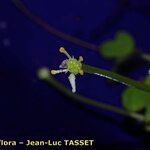 Ranunculus tripartitus Цветок