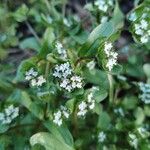 Valeriana locustaBlüte