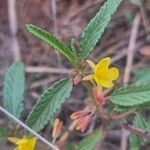 Corchorus trilocularis Blomst