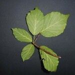 Rubus questieri Blad