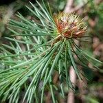 Pultenaea stipularis Άλλα