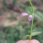 Scutellaria minor Flower