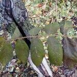Juglans mandshurica Hoja