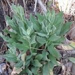 Lepidium draba Levél