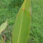 Canna x generalis Leaf