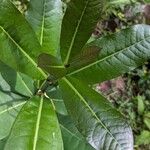 Amphitecna latifolia Blad