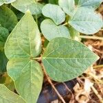 Vigna unguiculata Leaf