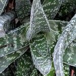 Gasteria carinata Leaf