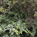 Strychnos madagascariensis Habit