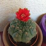 Gymnocalycium baldianumFlower