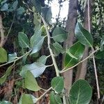 Ilex aquifolium Leaf