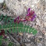 Astragalus monspessulanusFlor