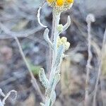 Helichrysum leucocephalum چھال